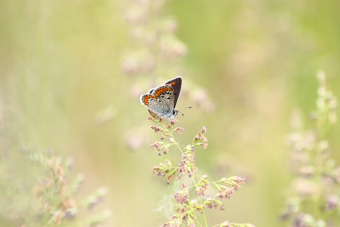 Aricia agestis ?